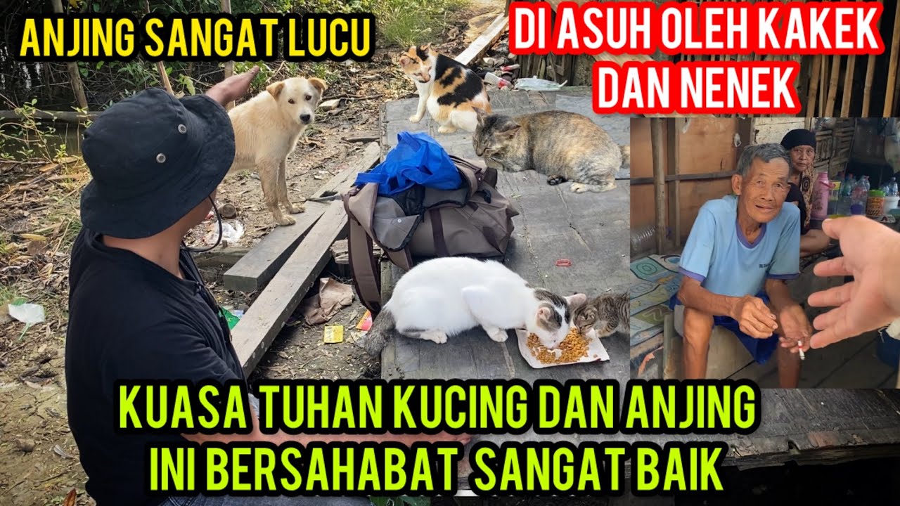 Persahabatan Kucing Dan Anjing Hidup Berdampingan Di Asuh Oleh Kakek Nenek Di pendalaman..‼️