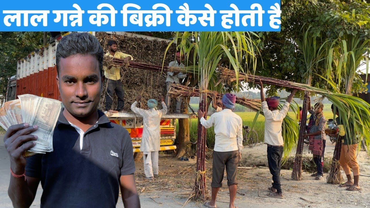 छठ और एकादशी पर लाल गन्ना कहां से कैसे खरीदें । लाल गन्ने की खेती । Red Sugarcane farming