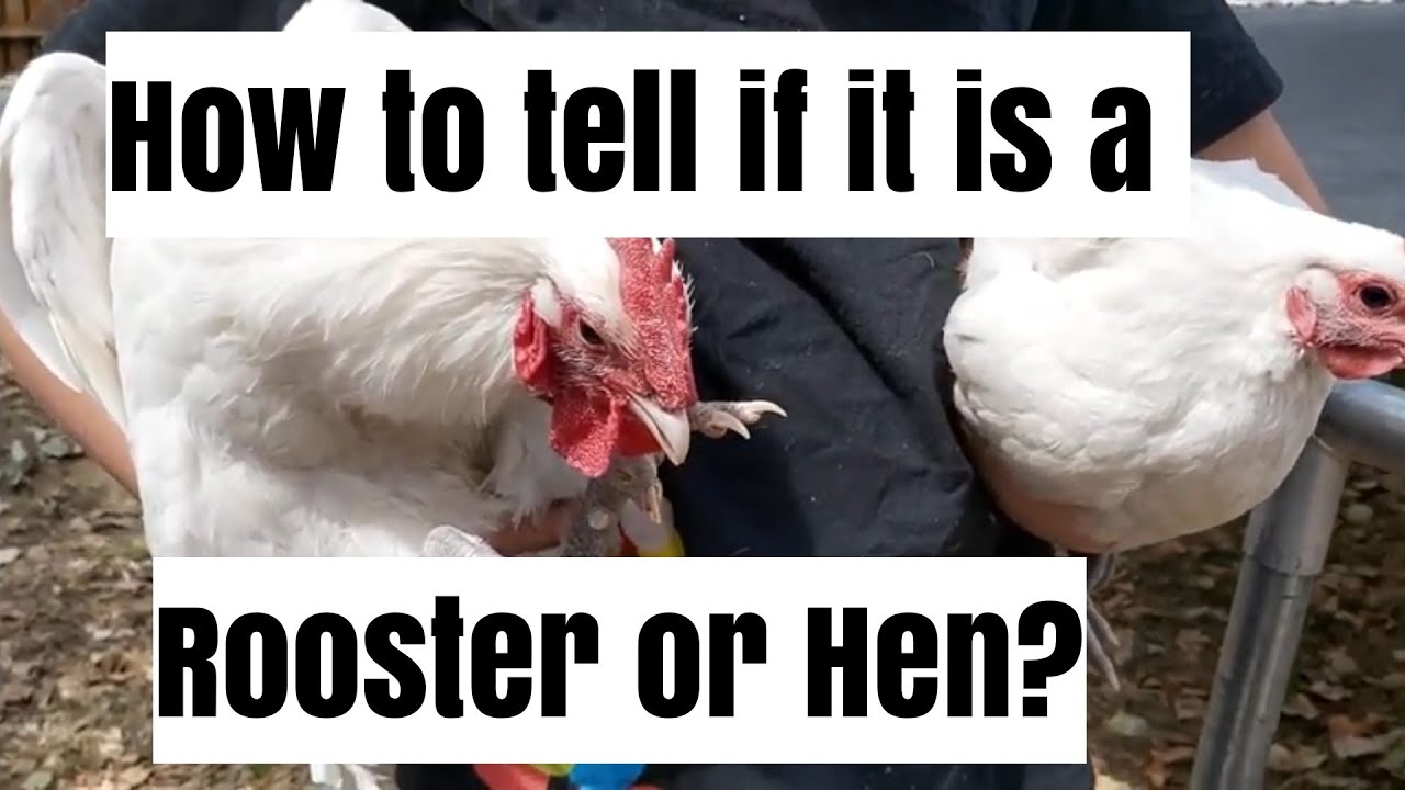 The difference between a a White Australorp Rooster and Point of Lay Hen