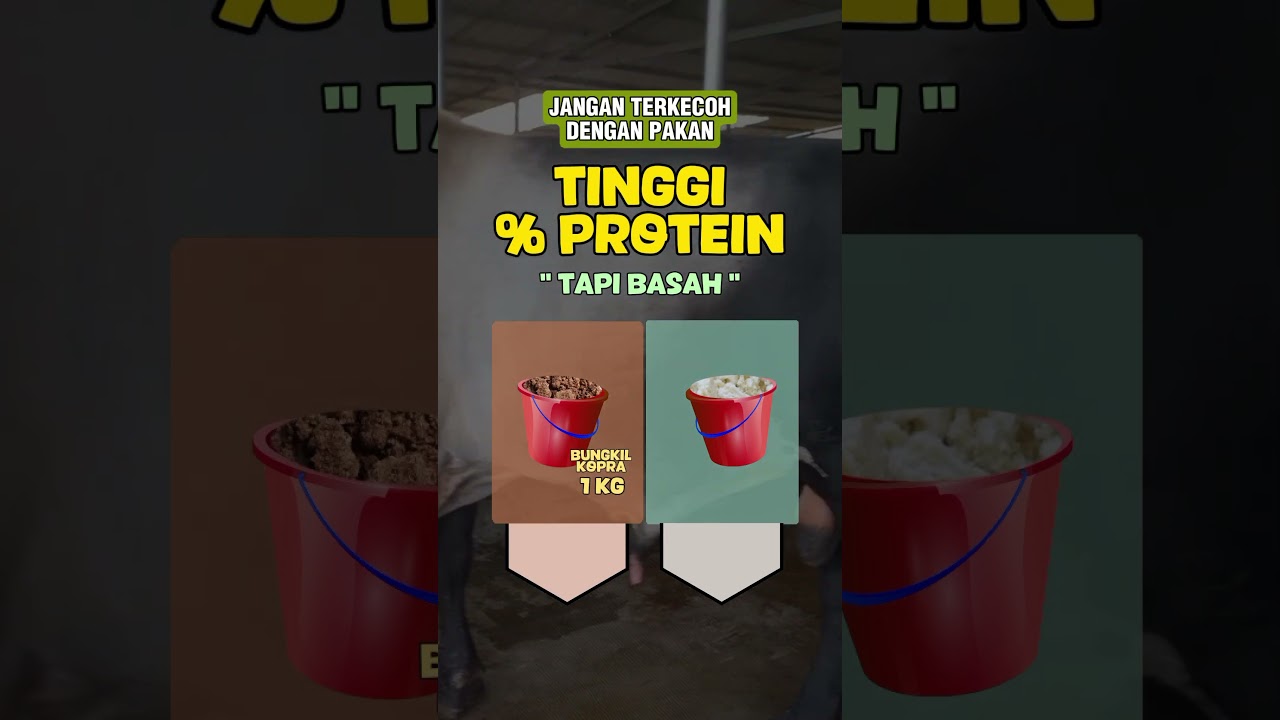 TIPS SAPI CEPAT GEMUK - TIPS PAKAN SAPI, Pakan Sapi Berkualitas, Resep Comboran Sapi #peternakmuda