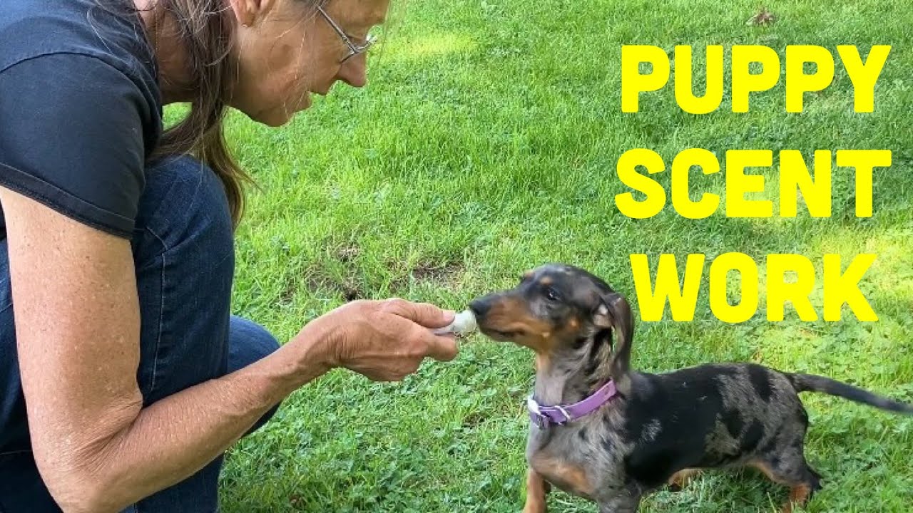 How to Train a Puppy for Canine Scent Work - Nose Work