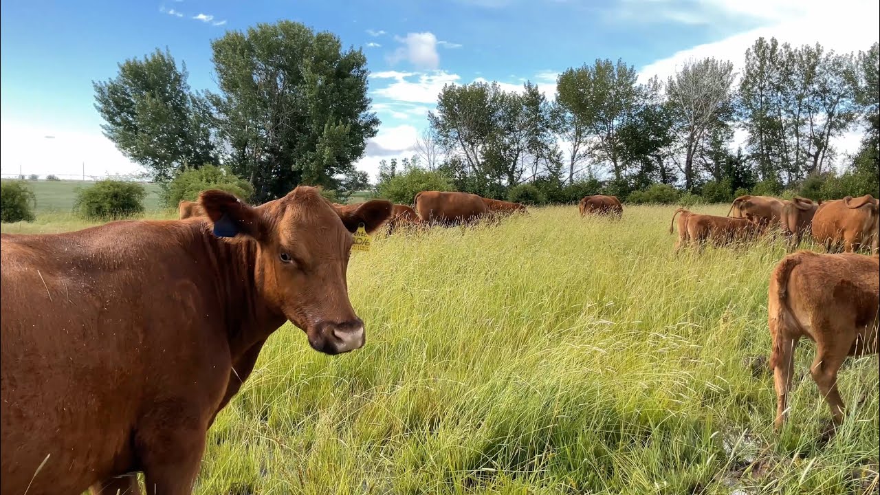 Red Angus Cows With Calves And Clean Up Bull