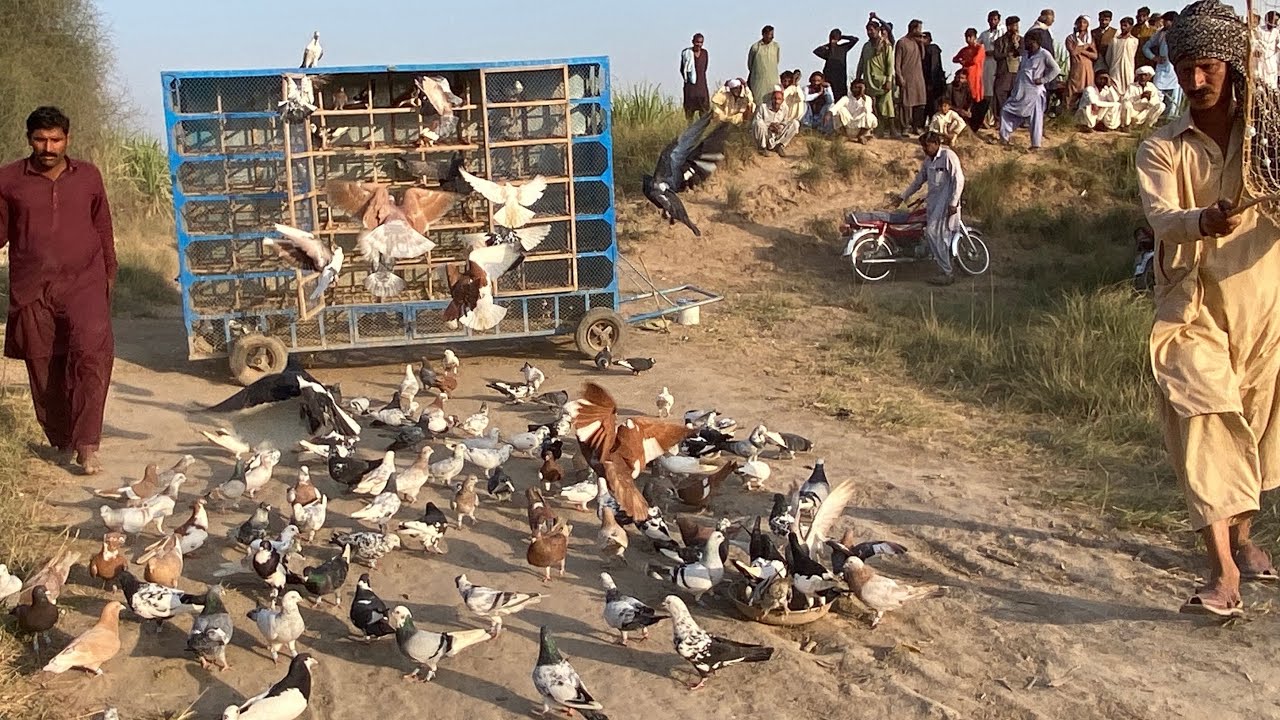 1000 کبوتروں کا زبردست مقابلہ | ضلع ملتان بمقابلہ ضلع لیہ | سخت مقابلہ 2026