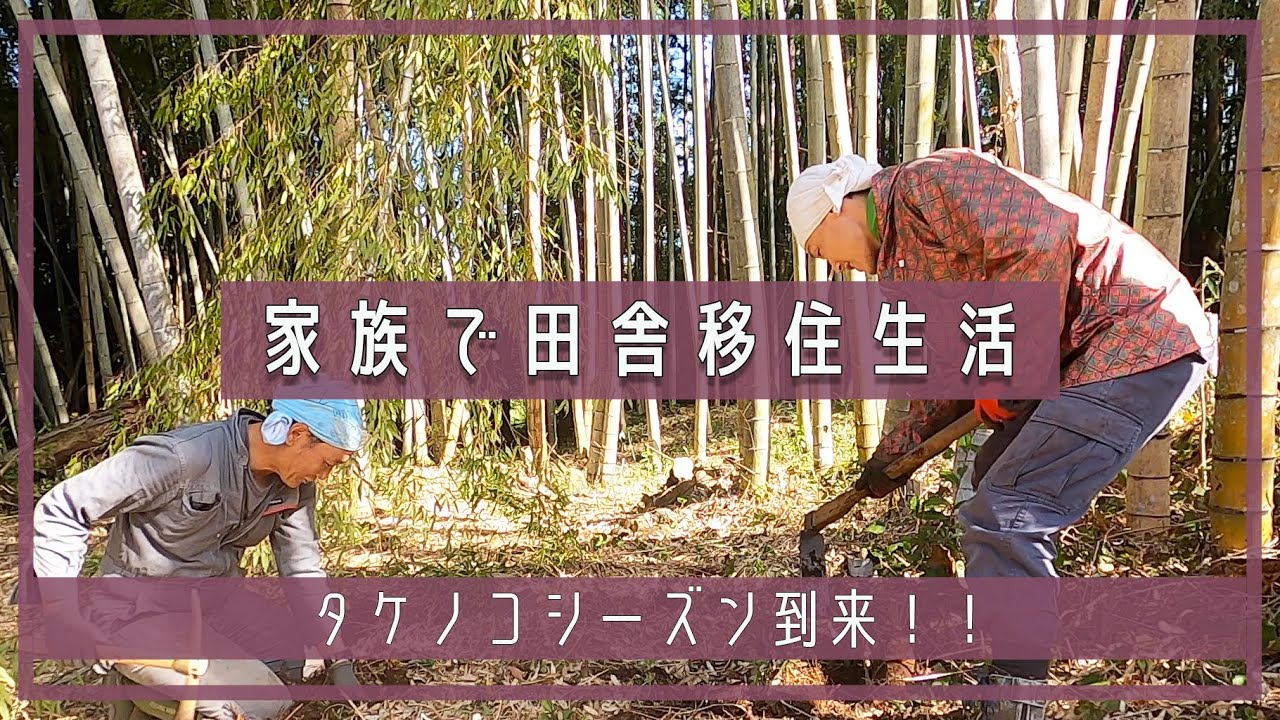 【家族で田舎移住生活】タケノコシーズン到来！！。| 筍収穫 | 竹林 | 山整備 | 裏山 | 竹藪 | 田舎暮らしDIY  | 宮崎 | えびの