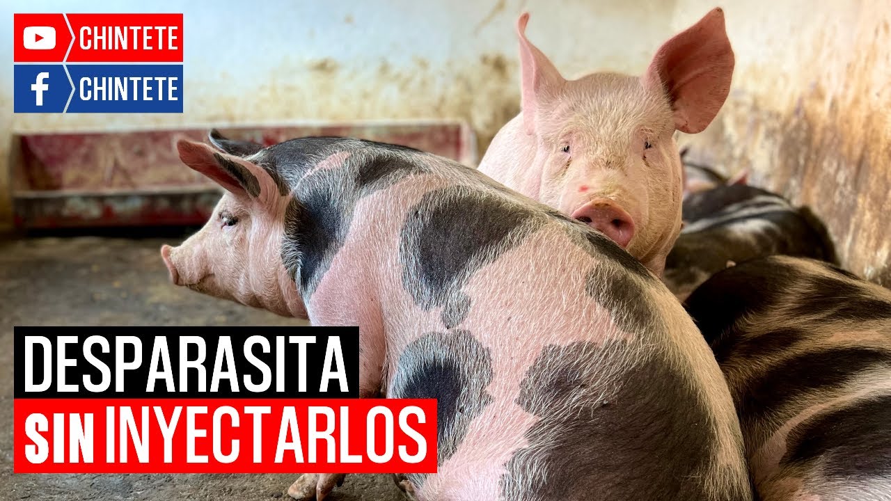 ¿Cómo DESPARASITAR CERDOS sin tener que INYECTARLOS? | FÁCIL, RÁPIDO y a BAJO COSTO