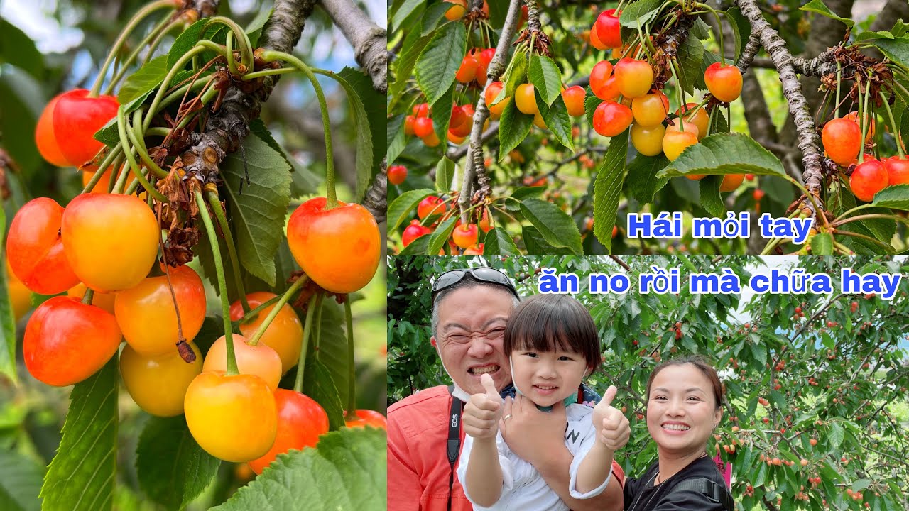 Đi vườn cherry NGÀN TỈ, lần đầu ăn thử cherry CỦ TÍ #918