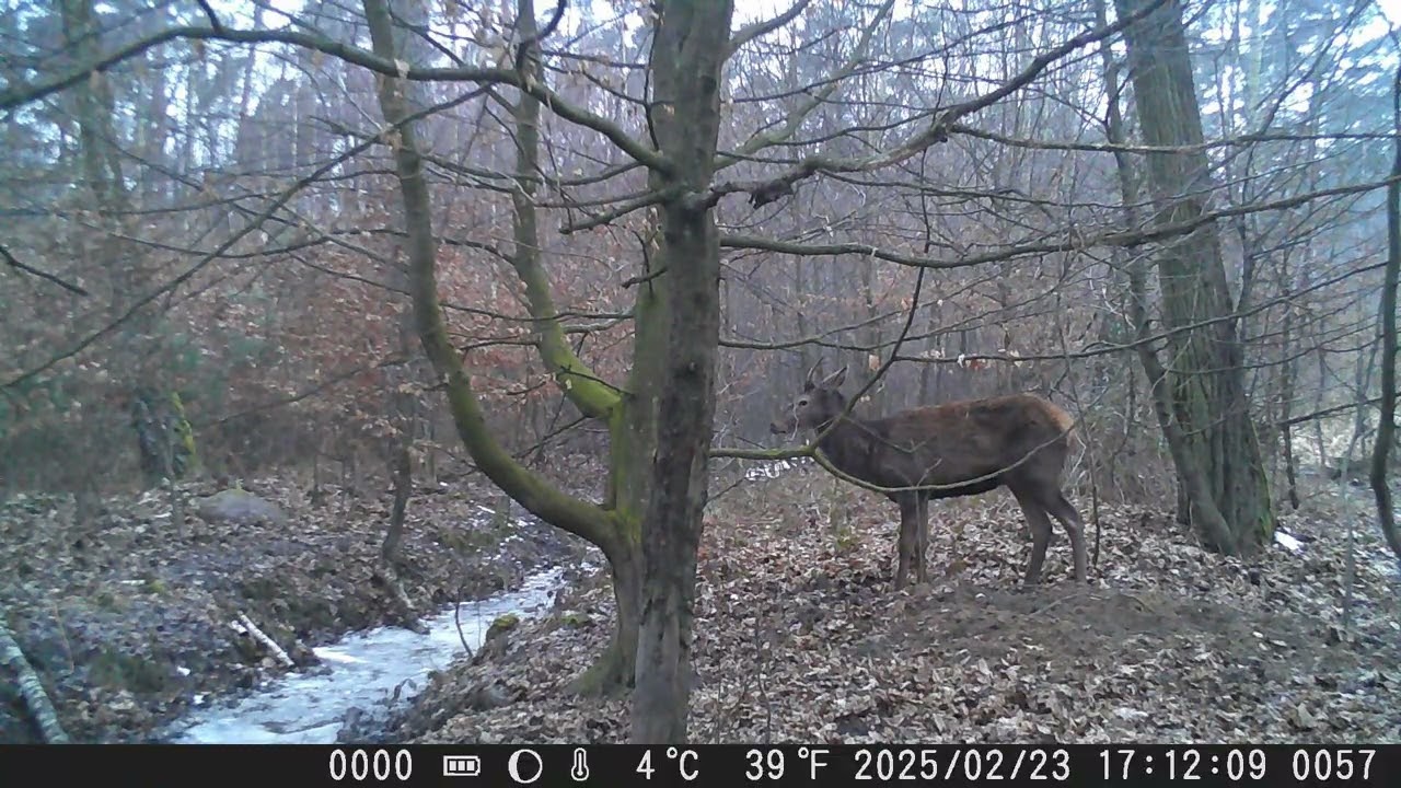 SuntekCam HC 802a- 2 młode jelenie i dzięcioł.