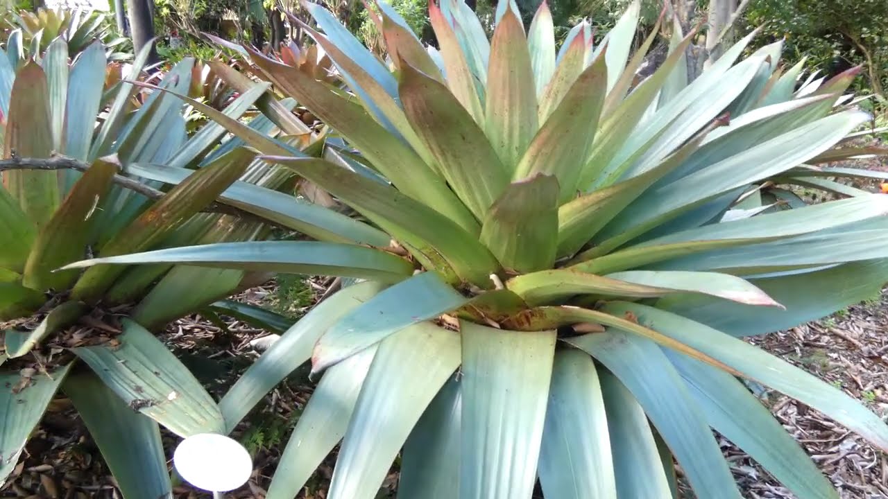 Vriesea imperialis Carrière popiska: Alcantarea imperialis (Carrière) Harms