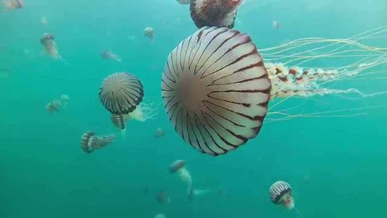 Compass Jellyfish