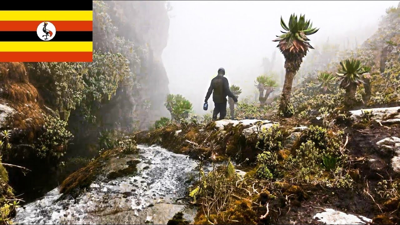 The descent - Ruwenzori trekking 5-days Kilembe Route to Weismann’s Peak 4620m