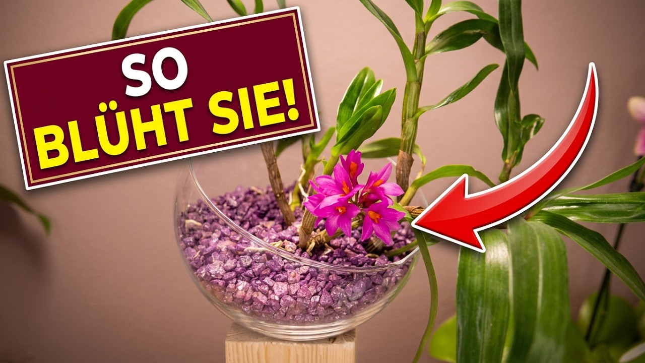 Unglaubliche Blüte der Dendrobium Hibiki Orchideen