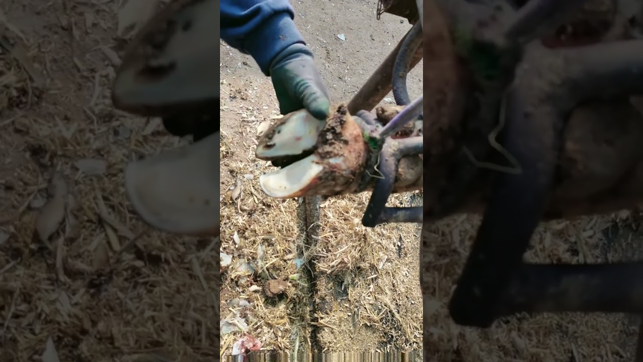 TRIMMING a OVERGROWN BULL'S FOOT.