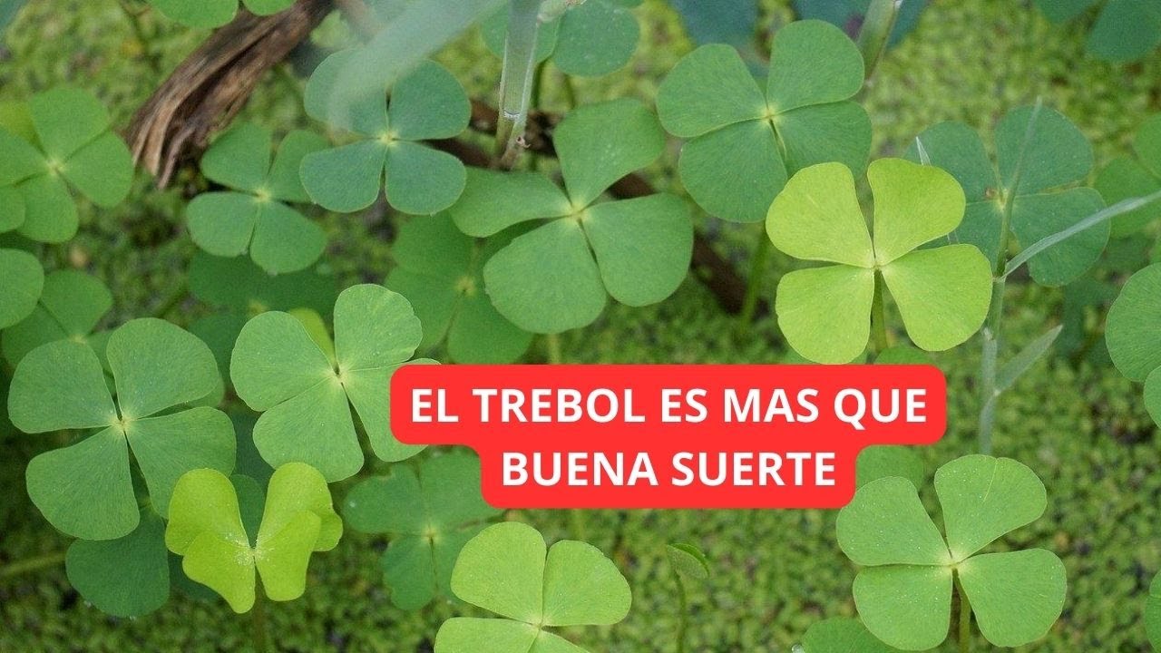 PLANTA TREBOL CURIOSIDADES E IMPORTANCIA EN EL JARDIN
