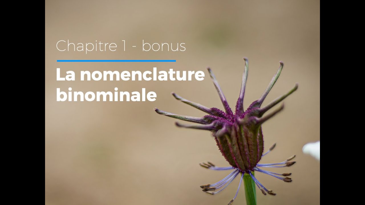 1.2 - Nomenclature binominale