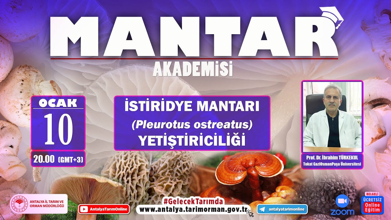 MANTAR AKADEMİSİ-11 İSTİRİDYE MANTARI (Pleurotus ostreatus) YETİŞTİRİCİLİĞİ PROF.DR.İBRAHİM TÜRKEKUL