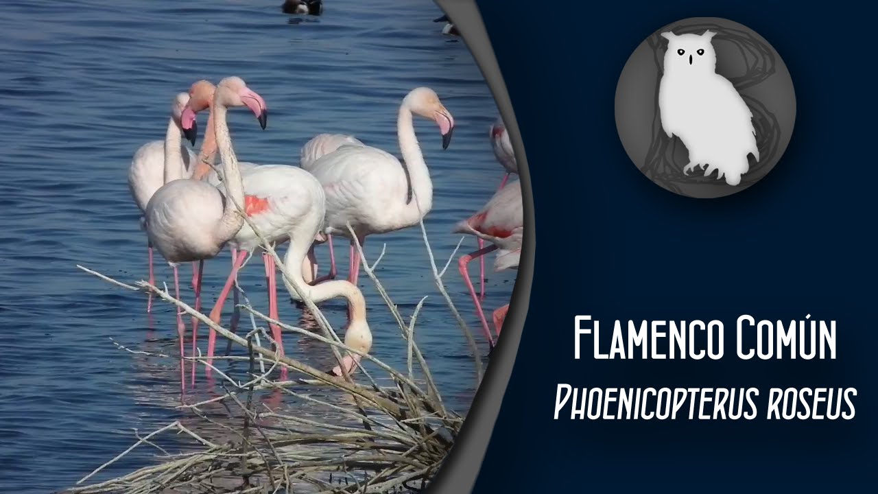 Flamenco Com&uacute;n (Phoenicopterus roseus) | Conoce las Aves Ib&eacute;ricas