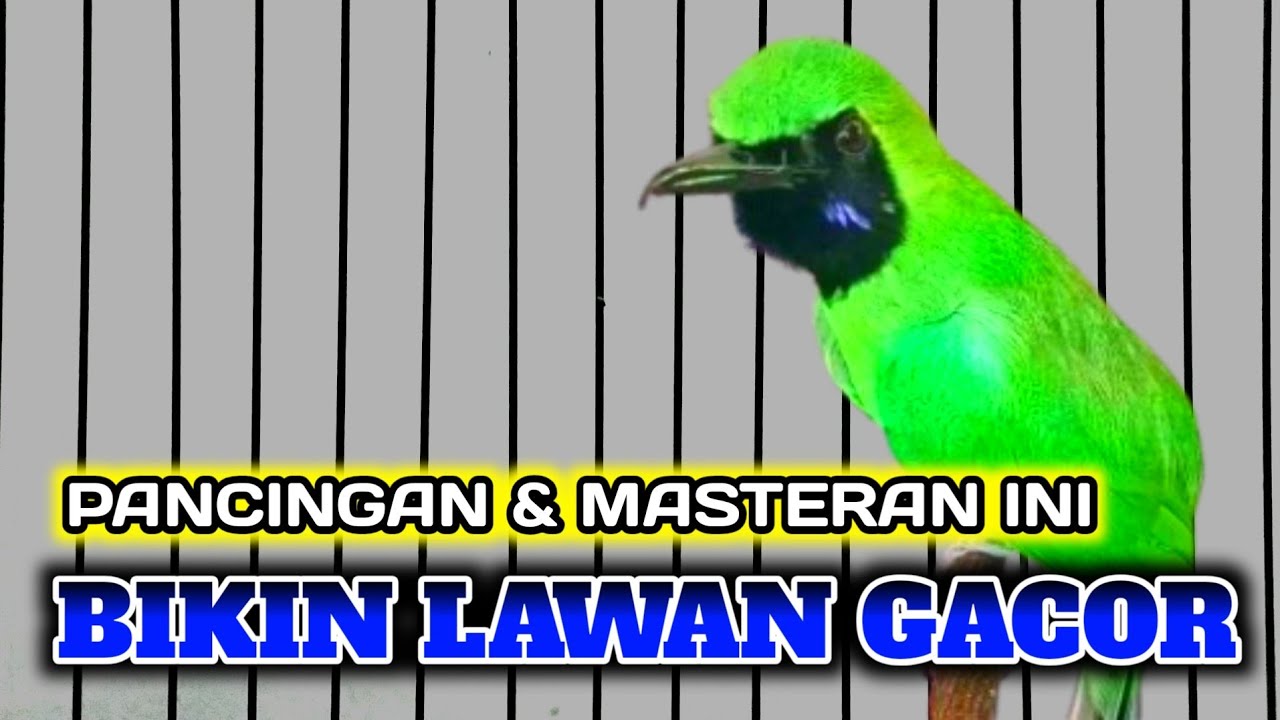 PANCINGAN MENAIKAN EMOSI CUCAK IJO JANTAN DEWASA ISIAN TEMBAKAN GREJA TARUNG COCOK BUAT ON IJO CEPAT