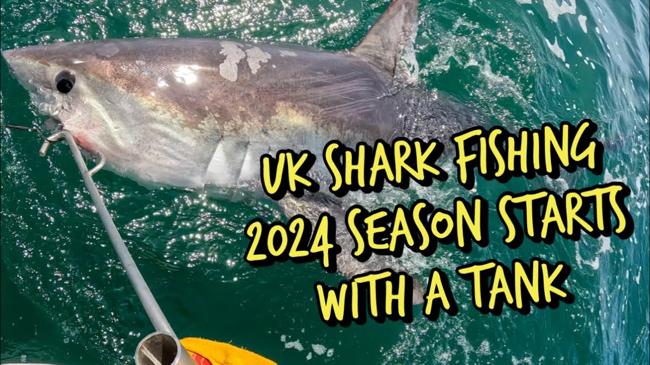 UK Shark Fishing Massive Porbeagle Catch & Release Big Fish, Big Runs, and Gear Used #sharkfishing