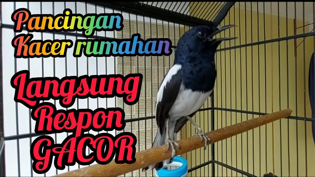 KACER RUMAHAN LANGSUNG RESPON DENGAR SUARA KACER INI  nyaut GACOR