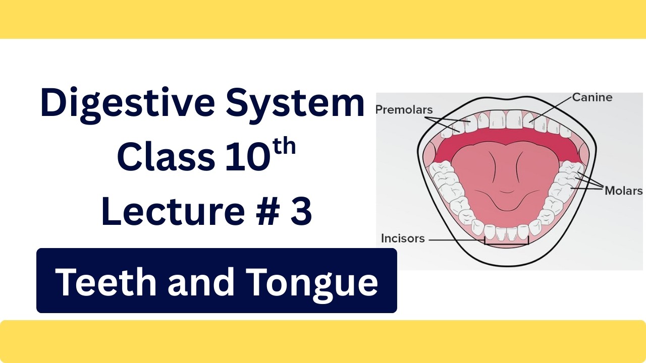 Digestive System Class 10 | Small Intestine Large Intestine | Biology Lecture Urdu/Hindi