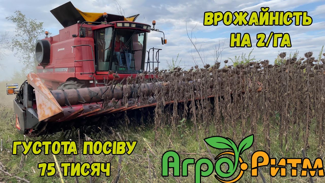 32ц/Га Без ДОБРИВ❗ Кейс 2388 Результат БЕЗ ДОБРИВ💪🌻СПРАВЖНІ Жнива Соняшника🌻БОМОНД Агро Ритм