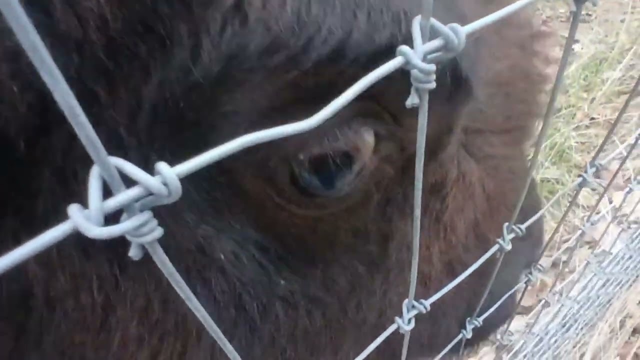 Bison Optics                                   #oldschoolalaska #americanbison 