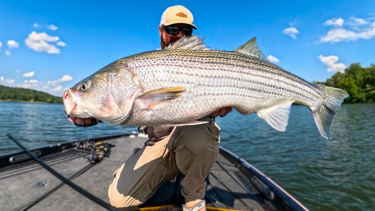 Fishing For Bass, Striped Bass And Other Predator Species With Artificial Lures! (Tennessee)