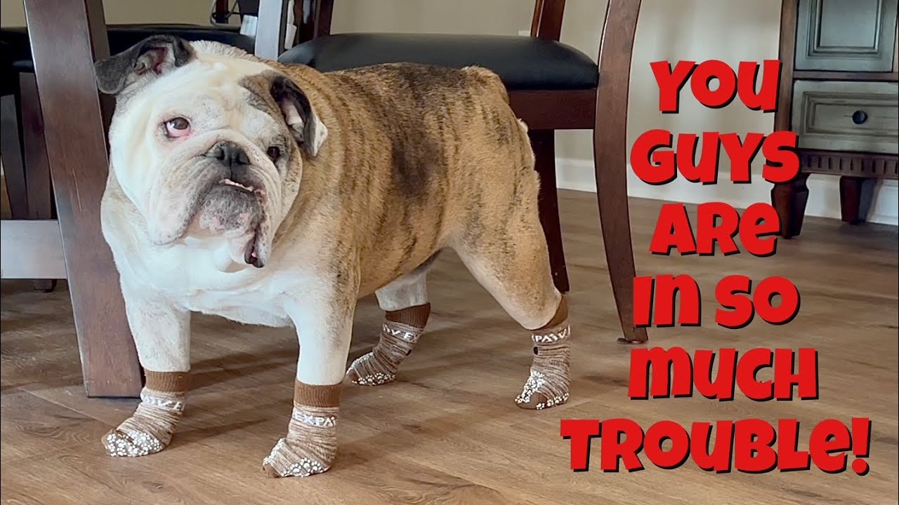 Reuben the Bulldog: Dr Evil & the Booties