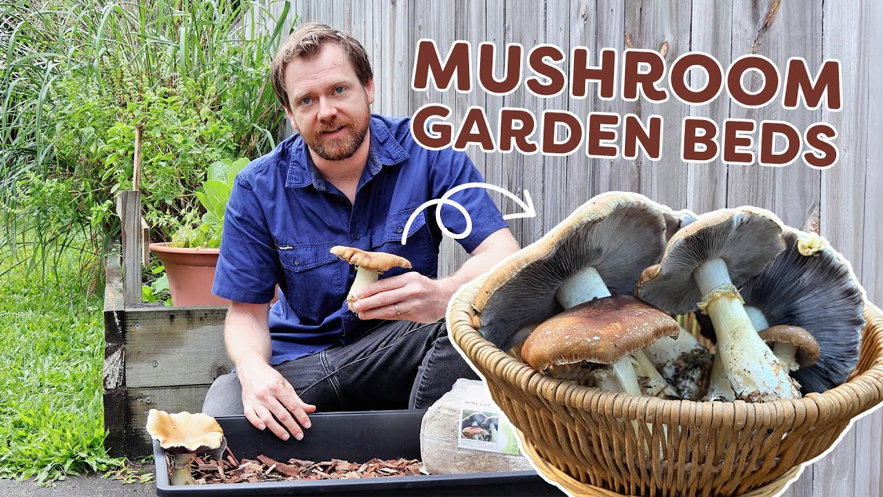How to grow giant Wine Cap Mushrooms: super easy method