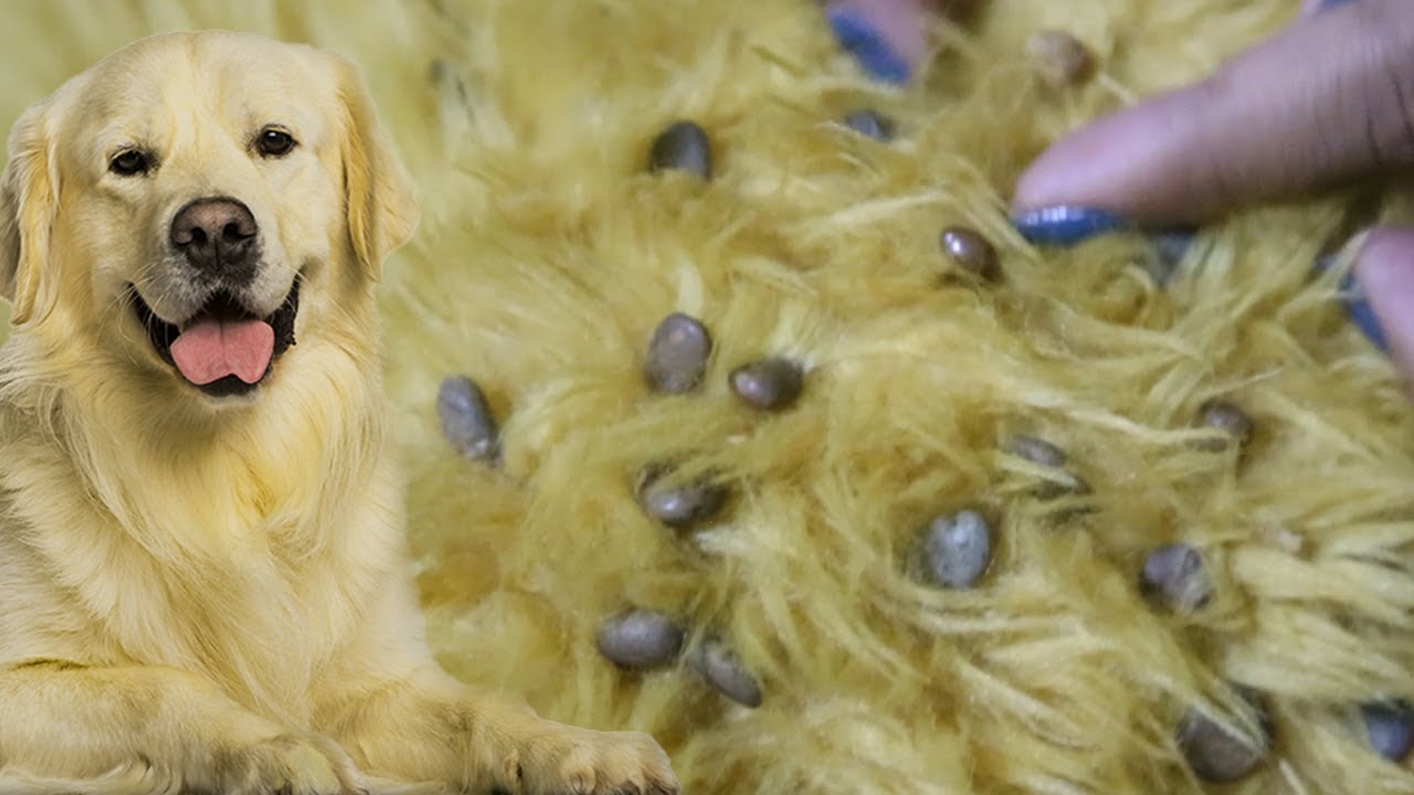Removing many big ticks from dog's Skin by Cute Girl