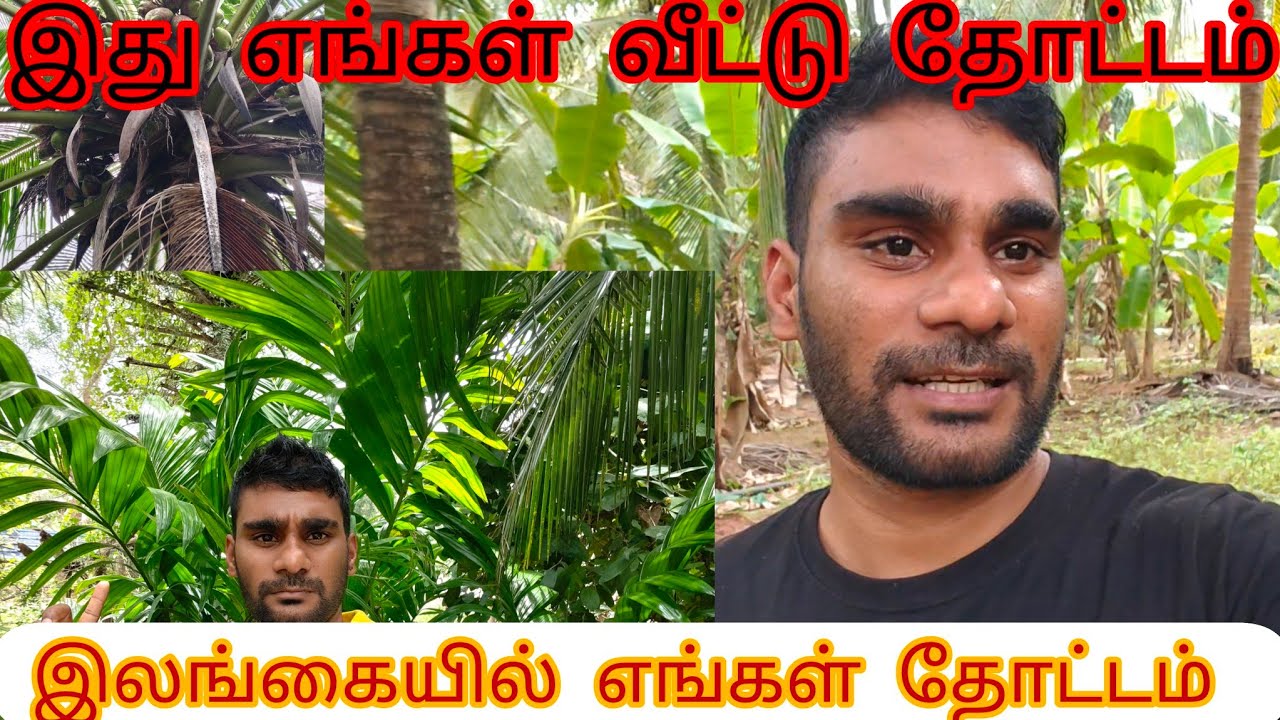 இலங்கையில் எங்கள்வீட்டு  தோட்டம்/SriLanka village/Mannar Periyamadu