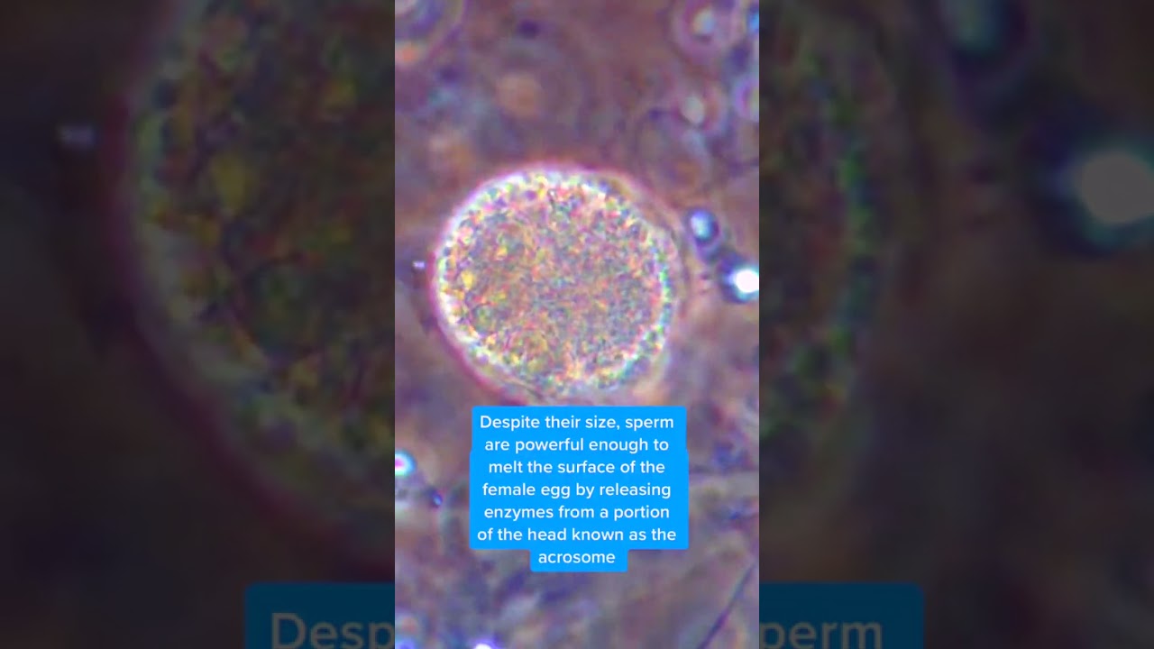 Under the microscope, sperm and egg cells combine#shorts #animals #science #human