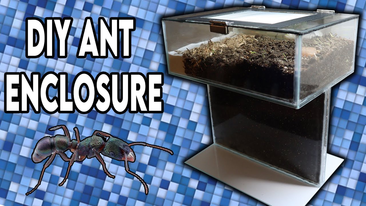 Building My Ant Formicarium [DESIGN]