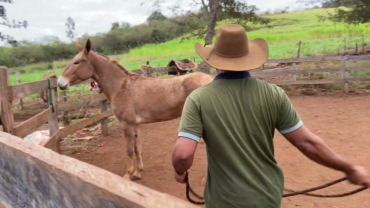 &ldquo;Passo a Passo do meu Processo para Domar uma Mula Indom&aacute;vel!&rdquo;