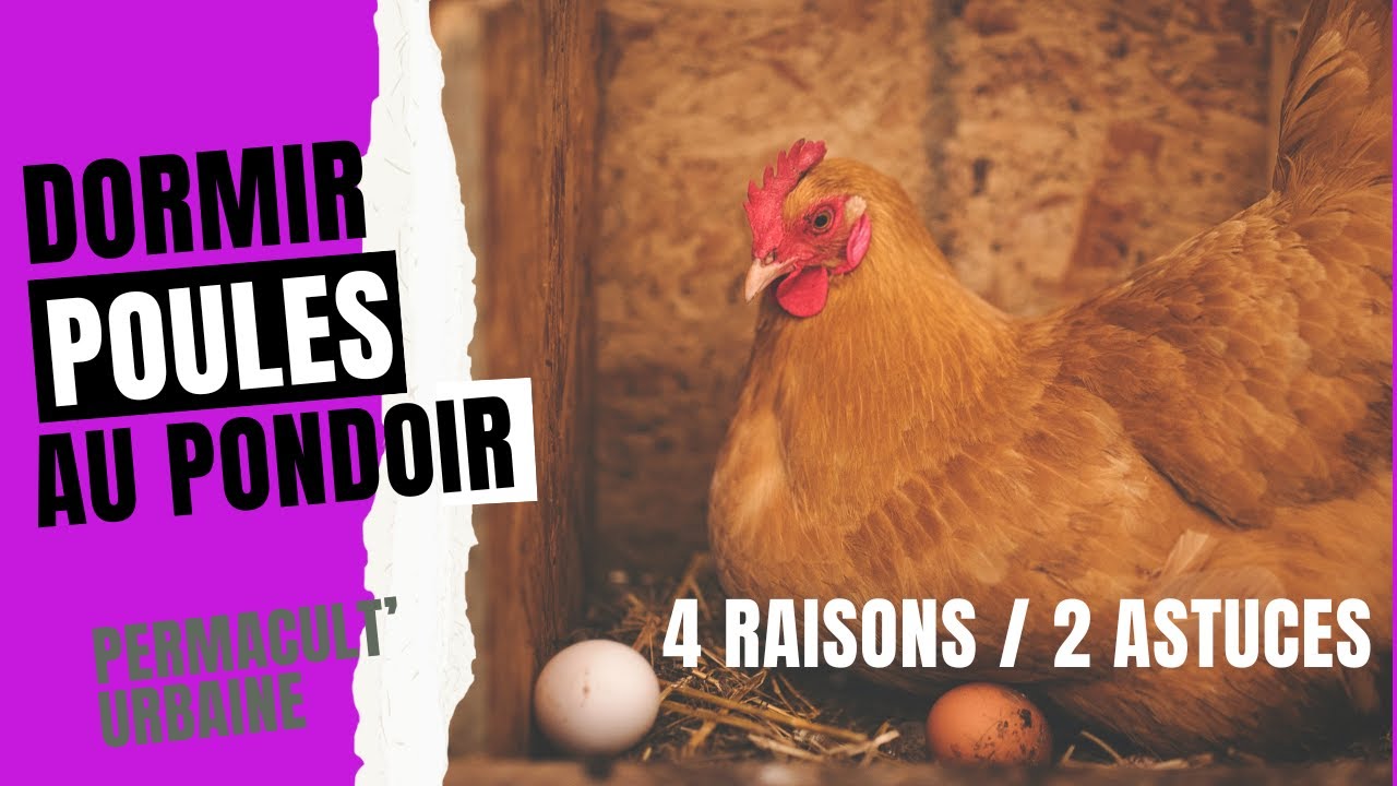 Pourquoi les poules pondeuses dorment dans le pondoir ? 2 astuces et 4 raisons