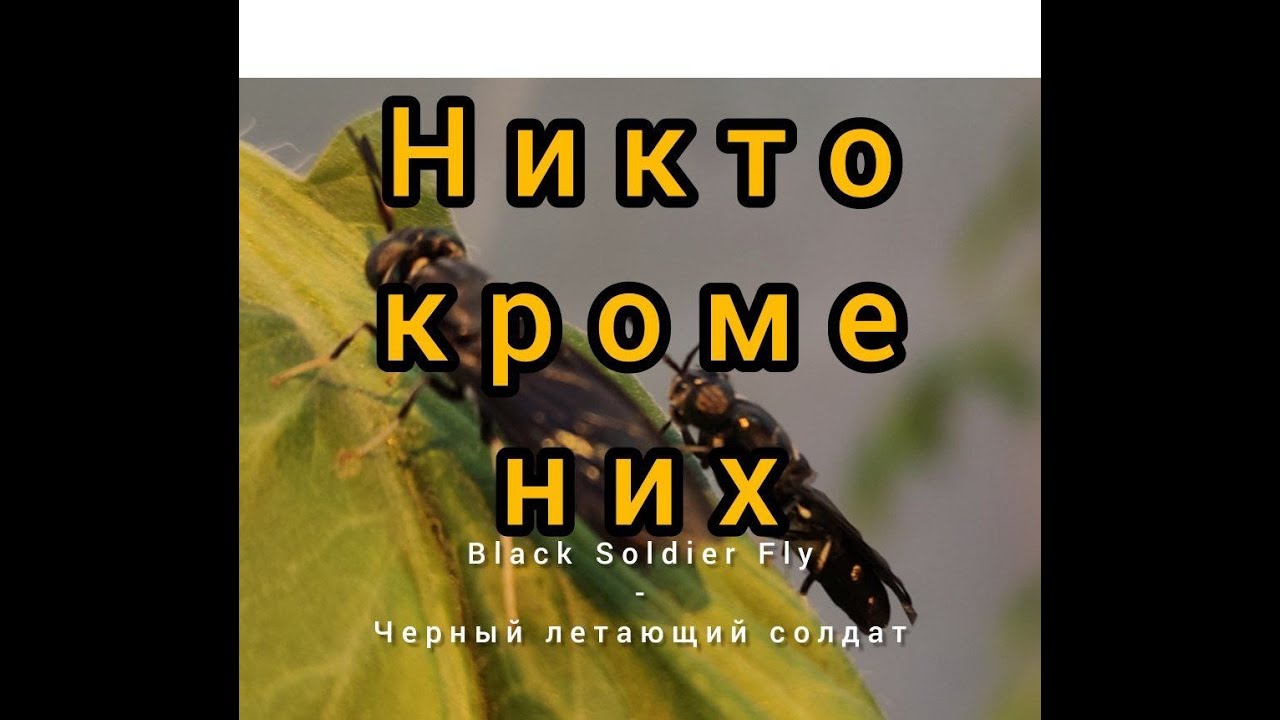 переработка СВЕЖЕГО куриного ПОМЕТА за 15 ДНЕЙ  processing of FRESH chicken MANURE in 15 DAYS