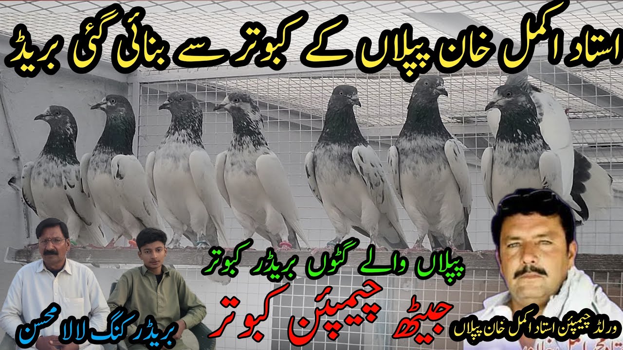 The Legacy of Ustad Akmal Khan Piplan Lala Mohsin’s Remarkable Breeding Story