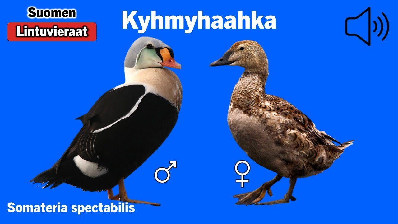 Kyhmyhaahka - Somateria spectabilis - King Eider - praktejder - SOMSPE