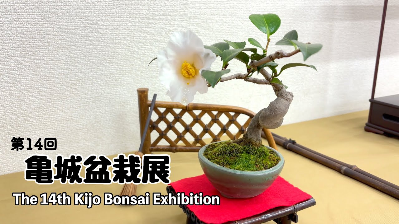 第14回 亀城盆栽展