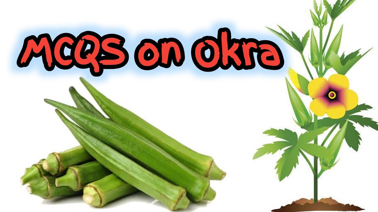 MCQS on Okra II MCQS Vegetable II MCQS Olericulture II MCQS Horticulture II JRF Horticulture