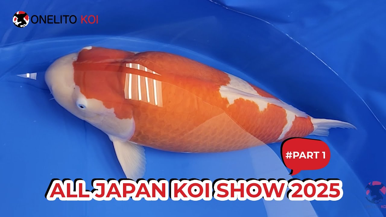 ALL JAPAN KOI SHOW 2025 #part1