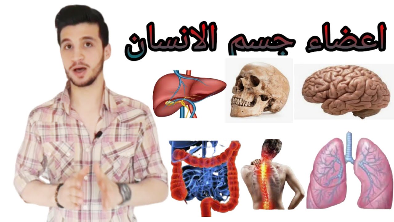 اسهل طريقة لتعلم اعضاء جسم الانسان الداخلية باللغة التركية هااااام جداااا!!