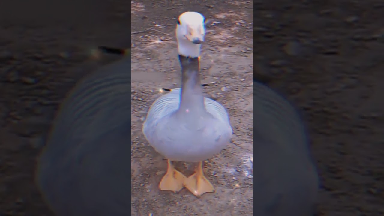 dancing dance adorable duck duckie 