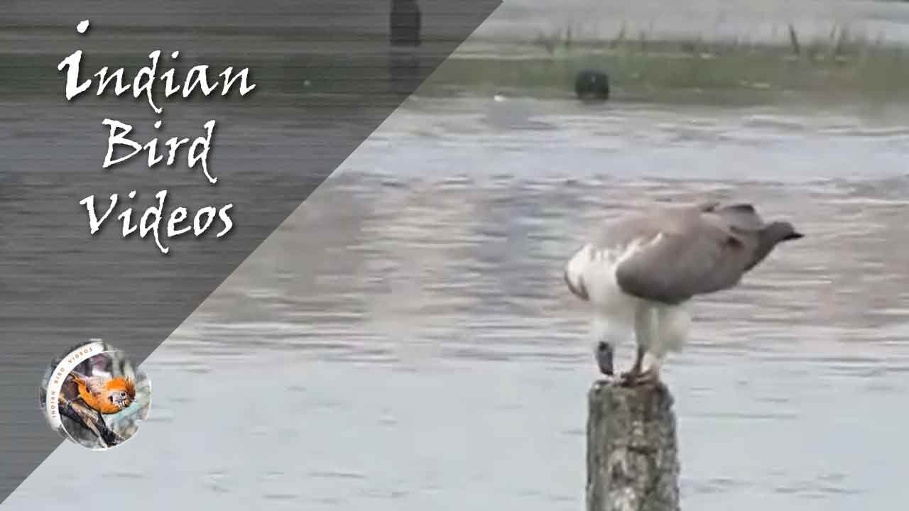 The White Bellied Sea Eagle (Haliaeetus leucogaster) - Indian Bird Videos