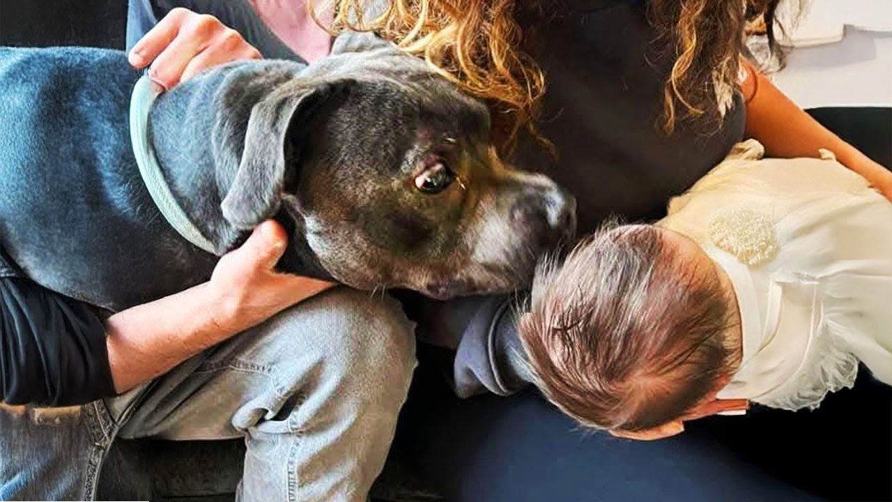 Dog Can't Hold Back His Emotions When He Meets His Sister For The First Time