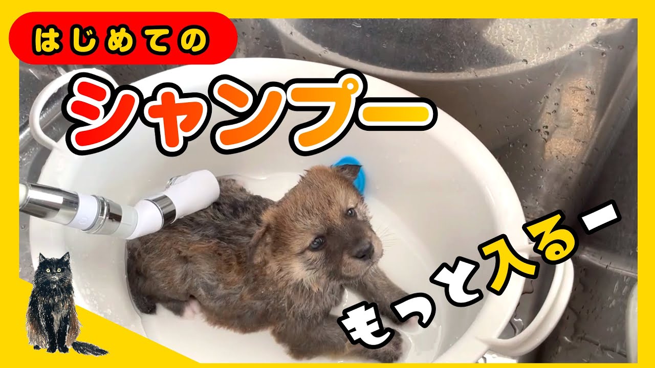 「どうなる？！」子犬の初めてシャンプーと離乳食【犬のミルクボランティア】