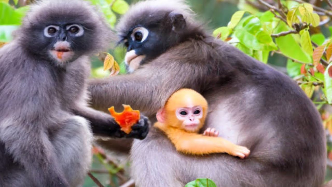 The Adorable Dusky Leaf Monkey | Nature&rsquo;s Gentle Eyed Primate.