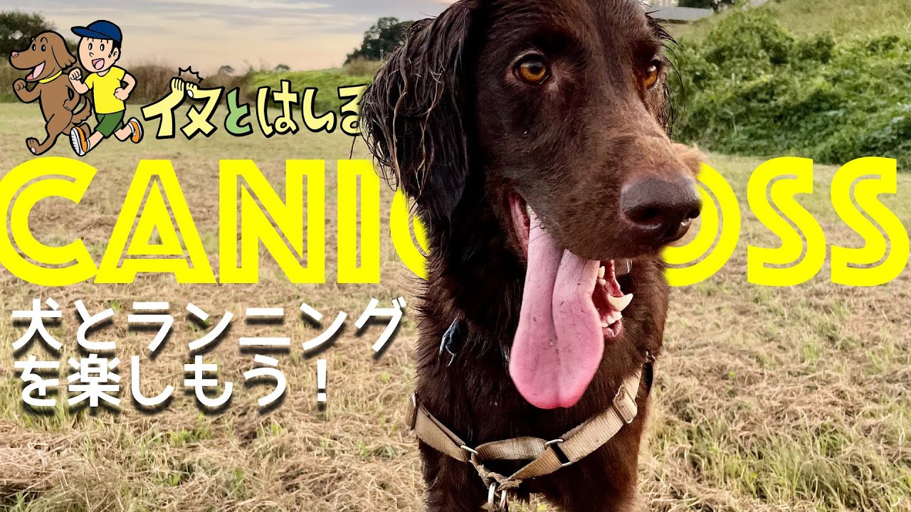 【カニクロス】走っていつもの広場へGO！【canicross】