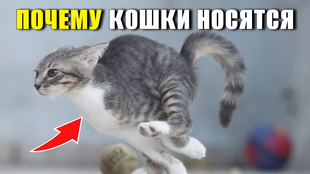 Кошачьи безумные забеги: что скрывается за этим поведением?