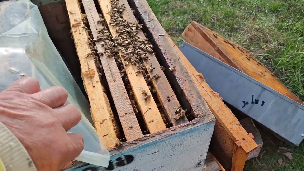 AG-MICA REMEDIERE A CUIBULUI IN VEDEREA IERNARII